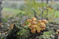 Closeup of a cluster of wild brown mushrooms on a forest floor