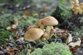 Closeup of a cluster of wild brown mushrooms on a forest floor