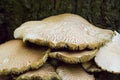 Closeup of a cluster of wild mushrooms