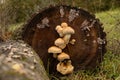 Closeup of a cluster of wild mushrooms on an old log in the woods