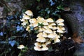 Closeup of a cluster of wild mushrooms on an old log in the woods