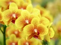 Closeup cluster of yellow orchids with blurred background