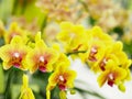 Closeup cluster of yellow orchids with blurred background