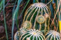 Closeup of a clustered golden barrel cactus, Endangered tropical plant specie from Mexico