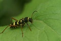 Closeup of Clytus arietis perching on plant leaf