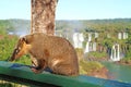 Closeup of Coati, a Raccoon like Creature found at Iguazu Falls National Park, Foz do Iguacu, Brazil Royalty Free Stock Photo