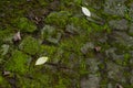 Cobbles covered by moss background Royalty Free Stock Photo