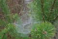 Closeup cobweb on plants and trees