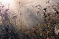 Cobwebs on dry grass at foggy autumn morning Royalty Free Stock Photo