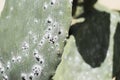 A closeup of cochineal insect bugs on a cactus plant Royalty Free Stock Photo