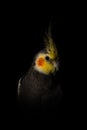 Closeup of a Cockatiel under the lights in a studio against a dark background Royalty Free Stock Photo