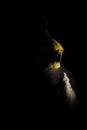 Closeup of a Cockatiel under the lights in a studio against a dark background Royalty Free Stock Photo