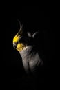 Closeup of a Cockatiel under the lights in a studio against a dark background Royalty Free Stock Photo