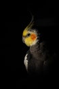 Closeup of a Cockatiel under the lights in a studio against a dark background Royalty Free Stock Photo