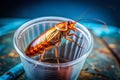 A CloseUp of a Cockroach Trapped in a Disposable Cup A Documentary Image Exploring Urban Pests Environmental Concerns Royalty Free Stock Photo