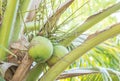 Closeup coconut on coconut tree in orchard