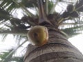 Closeup of coconut falling from its tree Royalty Free Stock Photo