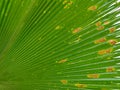 closeup coconut? leaf on tree