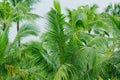 Closeup coconut leaves Background Beautiful