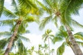 Closeup coconut palm trees perspective view