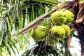 Closeup coconut tree