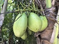 Coconuts Growing On Tree