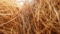 Closeup cocopeat fibers
