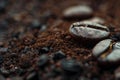 Closeup of coffee beans and grounds Royalty Free Stock Photo