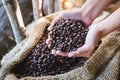 Closeup coffee beans in hand with sunlight