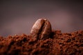 Closeup of coffee beans at the mixed heap of roasted coffee with copy space for text. Concept of Coffee freshness Royalty Free Stock Photo
