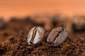 Closeup of coffee beans with roasted coffee heap. Royalty Free Stock Photo