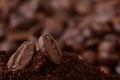 Closeup of coffee beans at roasted coffee heap. Royalty Free Stock Photo