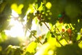 Closeup of coffee beans on tree branches surrounded by greenery under sunlight in Guatemala Royalty Free Stock Photo