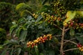 Closeup of coffee beans on tree branches surrounded by greenery under sunlight in Guatemala Royalty Free Stock Photo