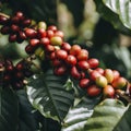 closeup coffee beans on vine