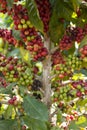 Closeup coffee on tree in agriculture garden