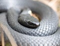 Closeup of a coiled black snake Royalty Free Stock Photo