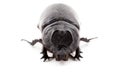 Closeup Coleoptera beetles insect on white background Royalty Free Stock Photo