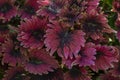 Closeup Coleus Forskohlii, Painted Nettle or Plectranthus scutellarioides is a Thai herb in the garden.