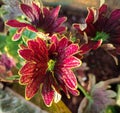 Closeup of Coleus or Painted nettle with dark purple leave on garden