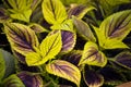 Coleus plant leaves in a public garden