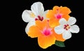 Closeup of collage white orange hibiscus flower blossom blooming isolated on black background, stock photo, spring summer flower, Royalty Free Stock Photo