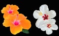 Closeup of collage white orange hibiscus flower blossom blooming isolated on black background, stock photo, spring summer flower, Royalty Free Stock Photo