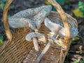 Closeup of collected edible parasol mushrooms or macrolepiota procera outdoors in basket, Berlin, Germany Royalty Free Stock Photo