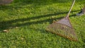 Closeup of collecting fallen tree leaves with rakes at backyard garden. Concept of houseworking, gardening and suburban