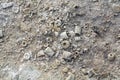 Collection macro common Illinois fossils