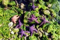 A closeup of a collection of purple and pink Pisaster ochraceus, generally known as the purple sea star