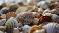 Closeup of a collection of seashells in sepia tone, perfect for natural textured backgrounds.