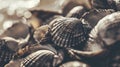 Closeup of a collection of seashells in sepia tone, perfect for natural textured backgrounds.