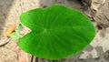 A closeup of colocasia esculenta (alocasia) or taro. Local name of this tree in Bangladesh is Kochu, Kochu pata